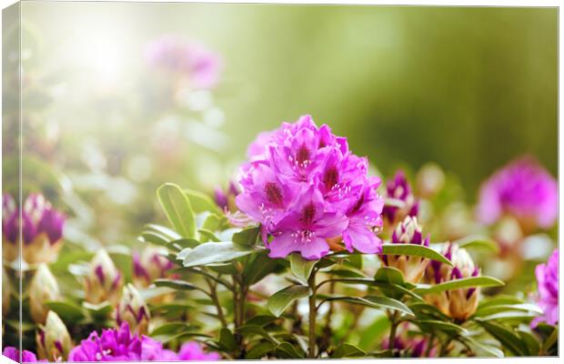 Blooming Rhododendron flowers during bright daylight  Canvas Print by Thomas Baker