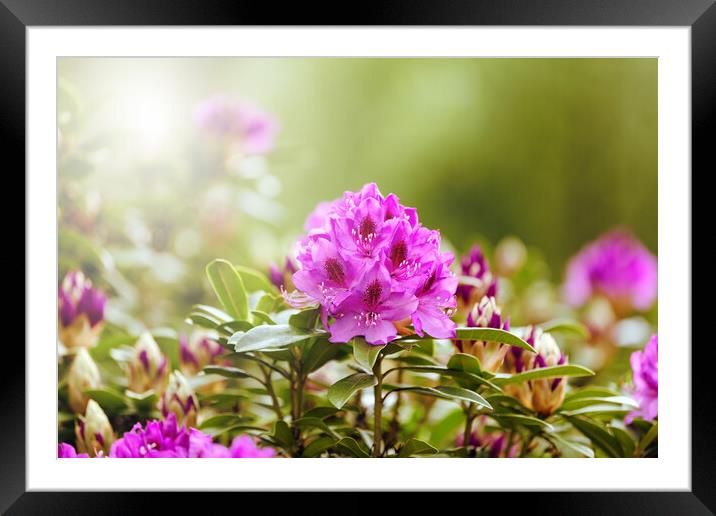 Blooming Rhododendron flowers during bright daylight  Framed Mounted Print by Thomas Baker