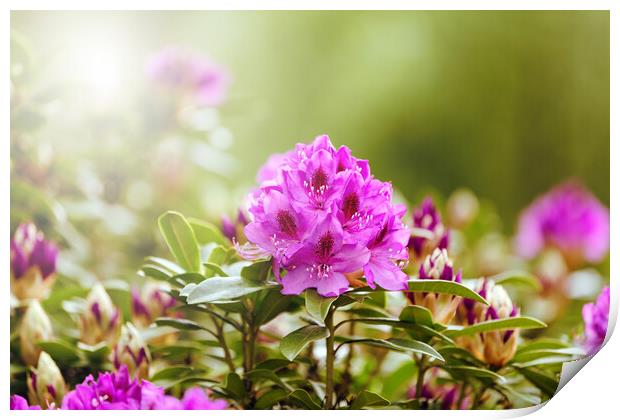 Blooming Rhododendron flowers during bright daylight  Print by Thomas Baker