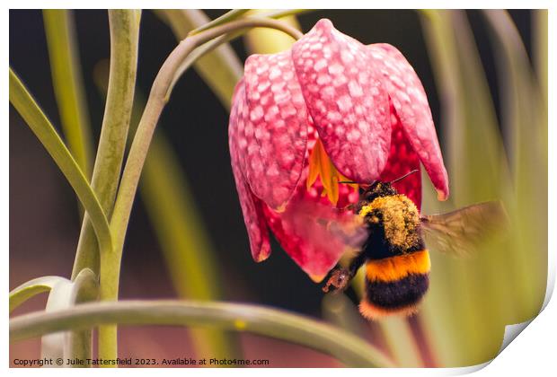 bumble bee's pollen lunch Print by Julie Tattersfield