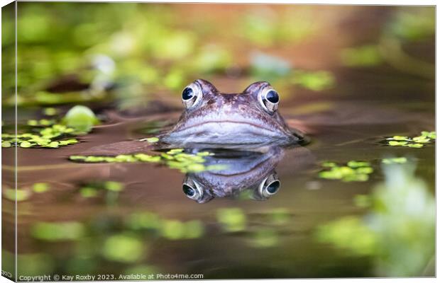 Common Frog waiting for a mate Canvas Print by Kay Roxby