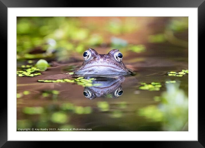 Common Frog waiting for a mate Framed Mounted Print by Kay Roxby
