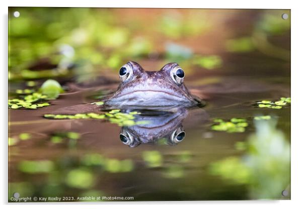 Common Frog waiting for a mate Acrylic by Kay Roxby