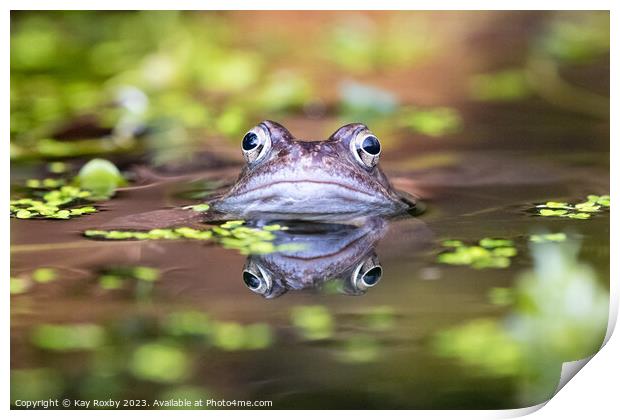 Common Frog waiting for a mate Print by Kay Roxby