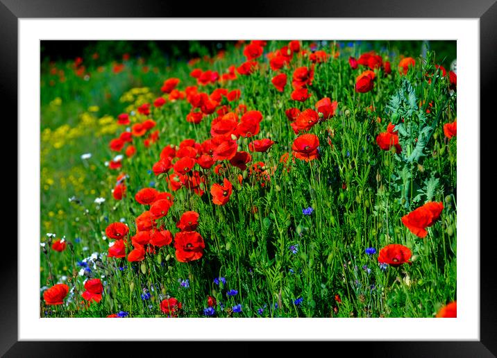 field of red poppies Framed Mounted Print by Chris Mann