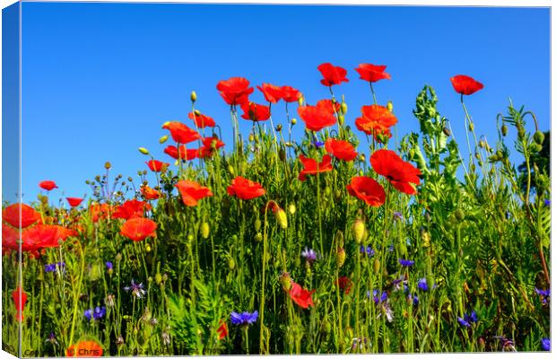 Group of poppies against blue sky Canvas Print by Chris Mann