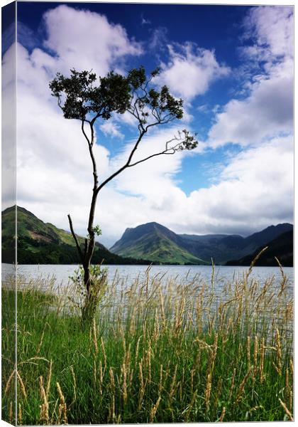 Tree by Buttermere, Lake District Cumbria England Canvas Print by Chris Mann