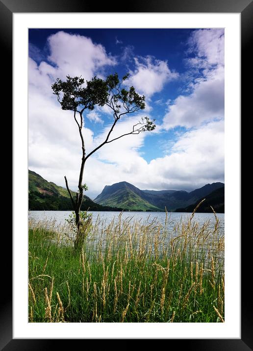 Tree by Buttermere, Lake District Cumbria England Framed Mounted Print by Chris Mann