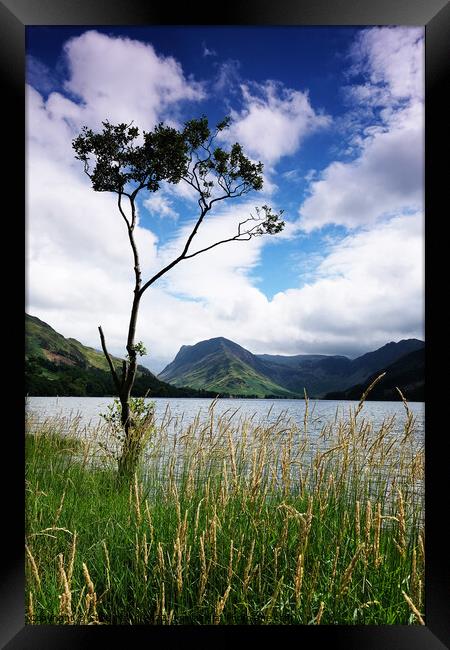 Tree by Buttermere, Lake District Cumbria England Framed Print by Chris Mann