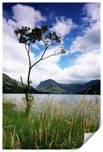 Tree by Buttermere, Lake District Cumbria England Print by Chris Mann