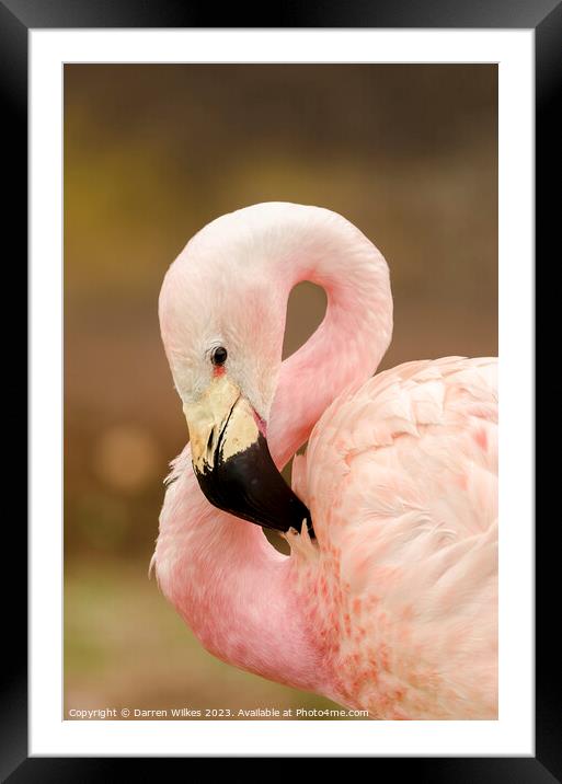 Chilean flamingo Framed Mounted Print by Darren Wilkes