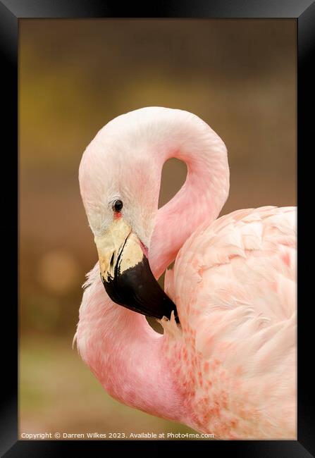 Chilean flamingo Framed Print by Darren Wilkes