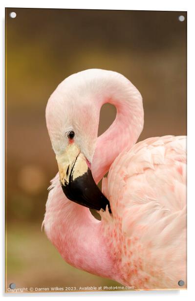 Chilean flamingo Acrylic by Darren Wilkes