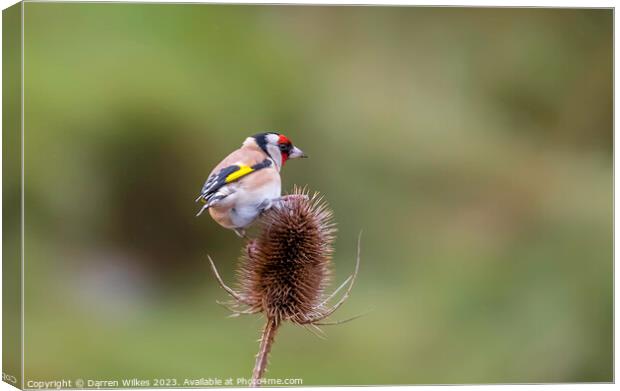 The Vibrant European Goldfinch Canvas Print by Darren Wilkes