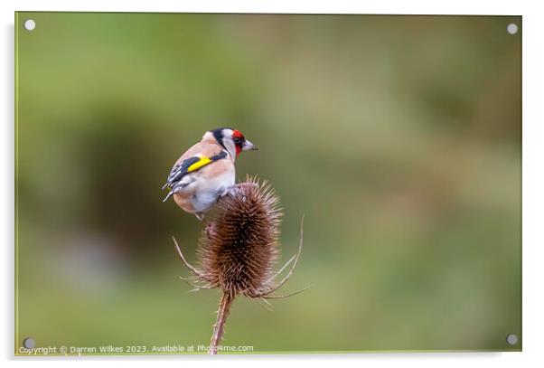 The Vibrant European Goldfinch Acrylic by Darren Wilkes