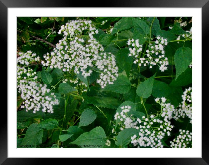 Tiny white flowers Framed Mounted Print by Stephanie Moore