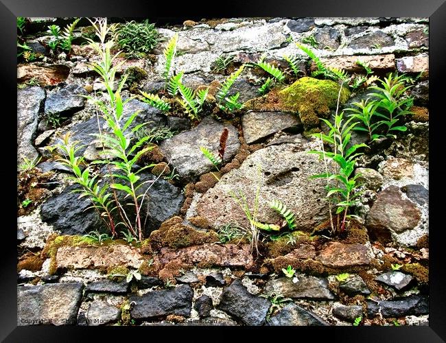 Plants in a wall Framed Print by Stephanie Moore
