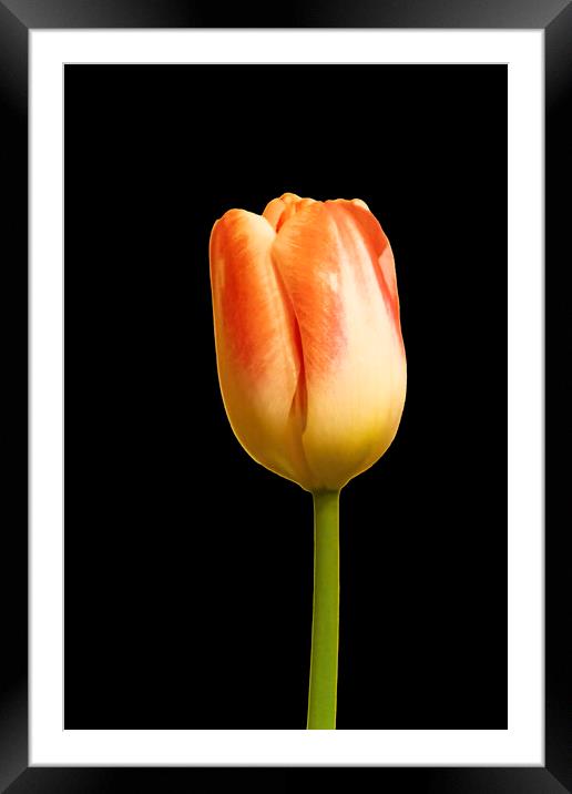 Tulip on Black Framed Mounted Print by Glen Allen