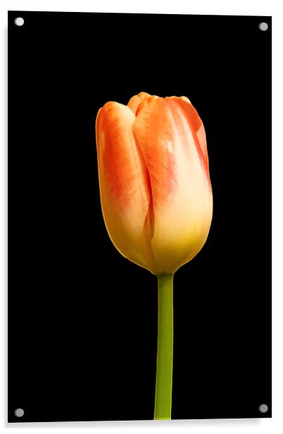 Tulip on Black Acrylic by Glen Allen