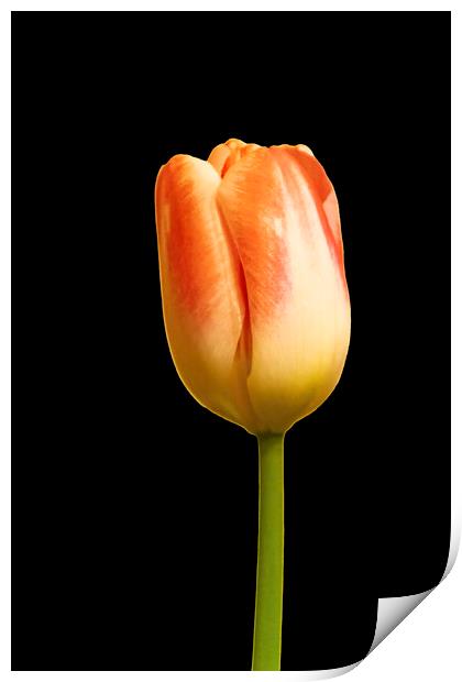 Tulip on Black Print by Glen Allen