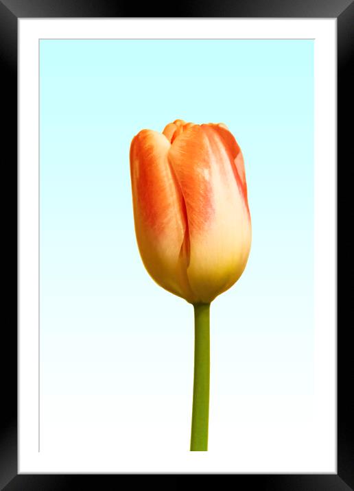 Tulip on blue and white Framed Mounted Print by Glen Allen
