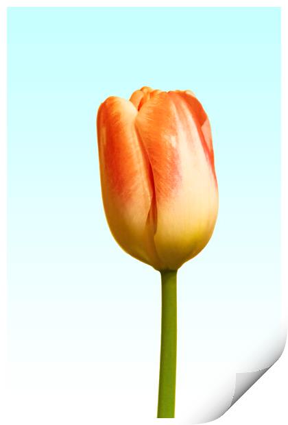 Tulip on blue and white Print by Glen Allen