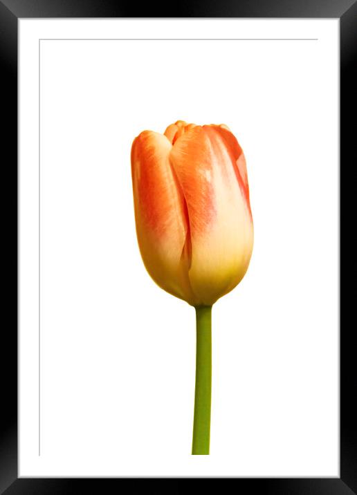 Tulip on white Framed Mounted Print by Glen Allen