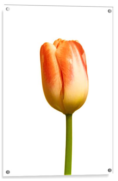 Tulip on white Acrylic by Glen Allen