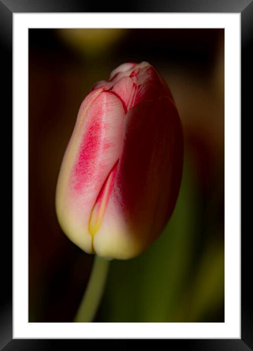 Tulip 02 Framed Mounted Print by Glen Allen