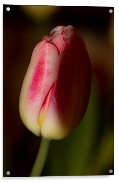 Tulip 02 Acrylic by Glen Allen