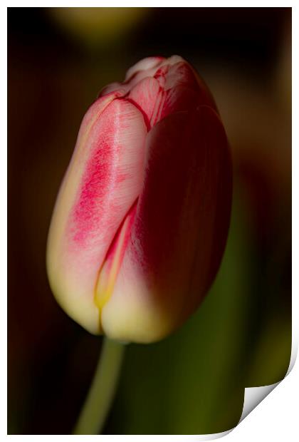 Tulip 02 Print by Glen Allen