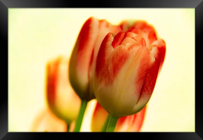 Tulips Framed Print by Glen Allen