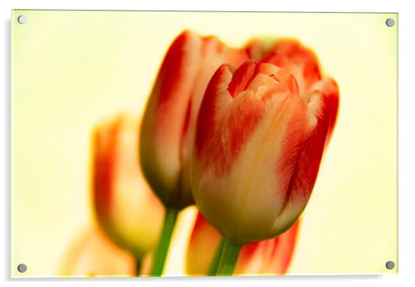 Tulips Acrylic by Glen Allen