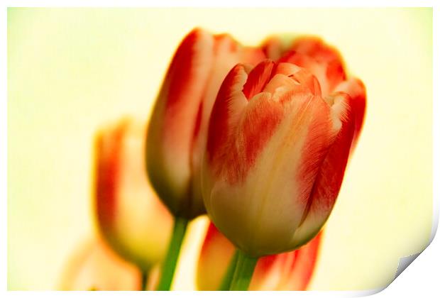 Tulips Print by Glen Allen