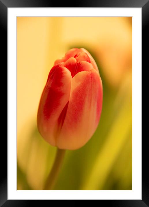 Tulip Framed Mounted Print by Glen Allen