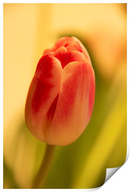 Tulip Print by Glen Allen