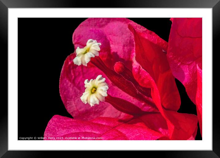 Pink Red Bougainvillea White Flowers Stamens Close  Framed Mounted Print by William Perry