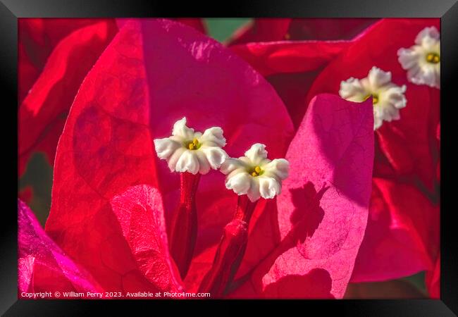 Pink Red Bougainvillea White Flowers Stamens Close  Framed Print by William Perry