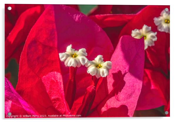 Pink Red Bougainvillea White Flowers Stamens Close  Acrylic by William Perry