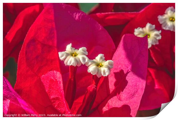 Pink Red Bougainvillea White Flowers Stamens Close  Print by William Perry