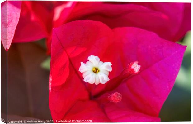 Pink Red Bougainvillea White Flower Stamen Close  Canvas Print by William Perry