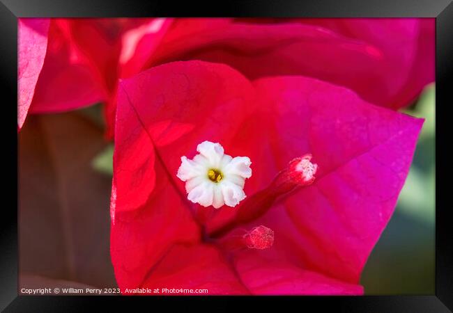 Pink Red Bougainvillea White Flower Stamen Close  Framed Print by William Perry