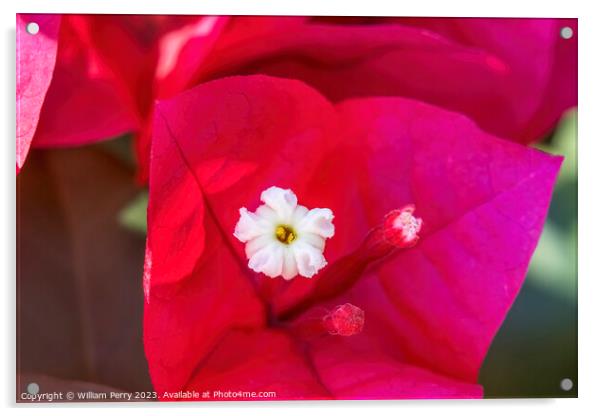 Pink Red Bougainvillea White Flower Stamen Close  Acrylic by William Perry