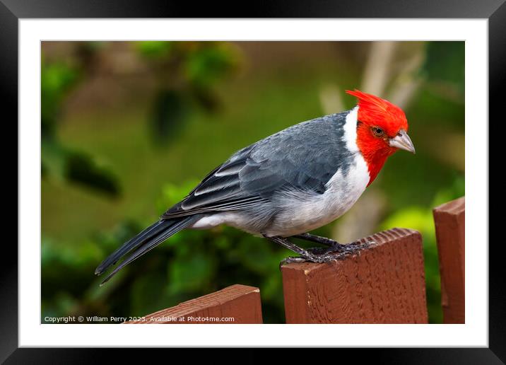 Red Crested Brazilian Cardinal Waikiki Honolulu Hawaii Framed Mounted Print by William Perry