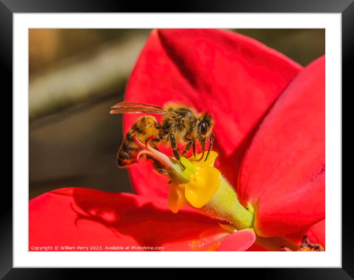 Colorful Honey Bee Red Flower Yellow Stamen Framed Mounted Print by William Perry