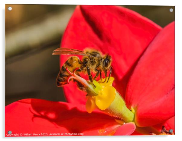Colorful Honey Bee Red Flower Yellow Stamen Acrylic by William Perry