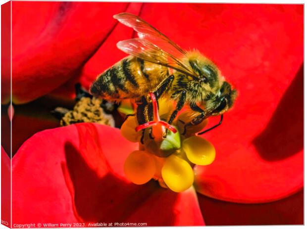 Colorful Honey Bee Red Flower Yellow Stamen Canvas Print by William Perry