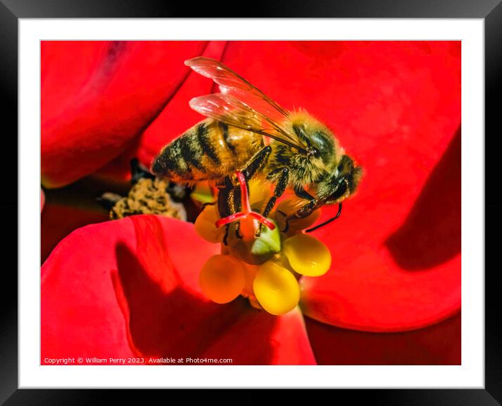 Colorful Honey Bee Red Flower Yellow Stamen Framed Mounted Print by William Perry