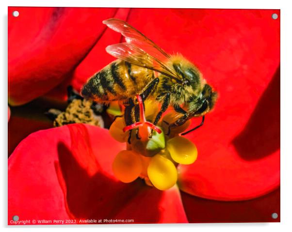 Colorful Honey Bee Red Flower Yellow Stamen Acrylic by William Perry