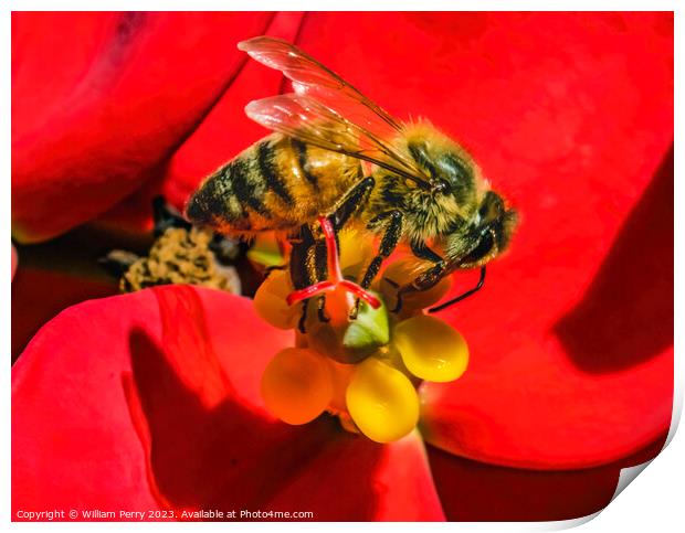 Colorful Honey Bee Red Flower Yellow Stamen Print by William Perry